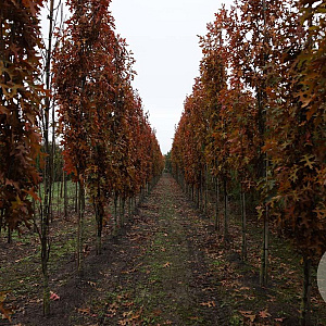 Quercus pal. Green Pillar 12-14 HO draadkluit geveerd