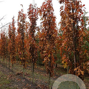 Quercus pal. 'Pringreen' 12-14 HO draadkluit geveerd