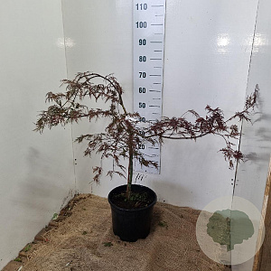 Acer pal. 'Garnet' 60-80 cm 12L