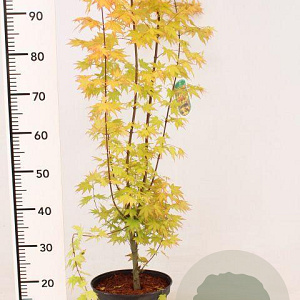 Acer pal. 'Sangokaku' 80-100 cm 7,5L