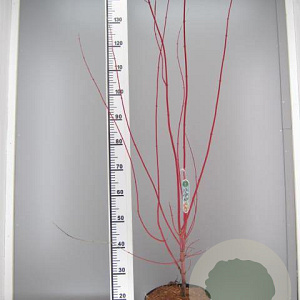 Acer pal. 'Sangokaku' 80-100 cm 7,5L