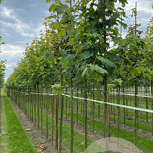 Acer pseudoplatanus 8-10 HO draadkluit