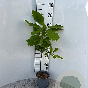 Quercus rubra 40-60 cm 2,0L