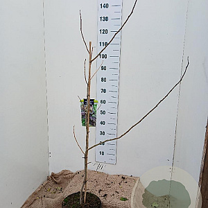 Albizia julibr. 'Summer Chocolate' 125-150 cm 10L