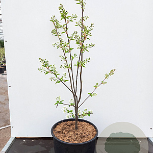 Amelanchier 'Ballerina' 60-80 cm 15L najaarspotting