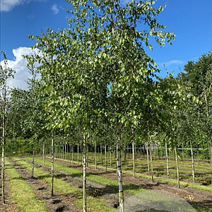 Betula pendula 10-12 HO draadkluit