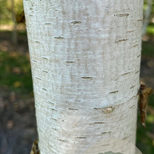 Betula pendula 35-40 HO draadkluit