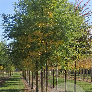 Quercus velutina 35-40 HO draadkluit 250 cm stam