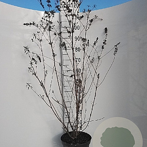 Buddleja d. 'Border Beauty' 80-100 cm 7,5L