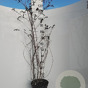 Buddleja d. 'Royal Red' 80-100 cm 7,5L