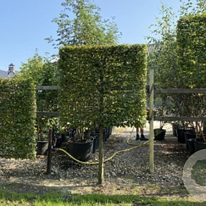 Carpinus betulus 18-20 HO 50L 110 cm stam lei 150x150
