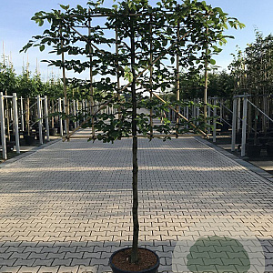 Carpinus betulus 12-14 HO 45L 150 cm stam lei 150x150