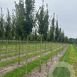 Carpinus bet. 'Fastigiata' 10-12 HO draadkluit
