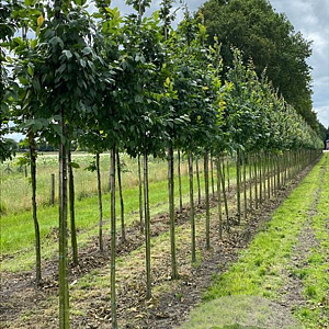 Carpinus bet. 'Lucas' 10-12 HO draadkluit