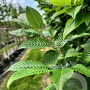 Carpinus bet. 'Lucas' 10-12 HO draadkluit