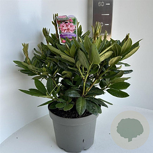 Rhododendron 'Cosmopolitan' 40-50 cm 5,0L