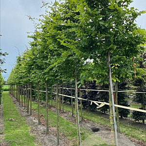 Carpinus bet. Rockhampton Red 20-25 HO draadkluit 3 X verplant