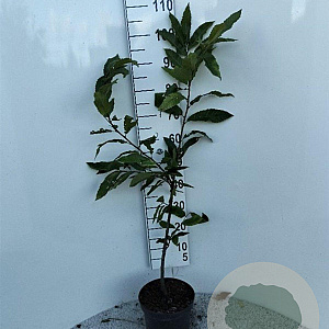 Castanea sativa 60-80 cm 5,0L