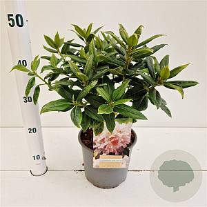 Rhododendron 'Dora Amateis' 30-40 cm 3,0L