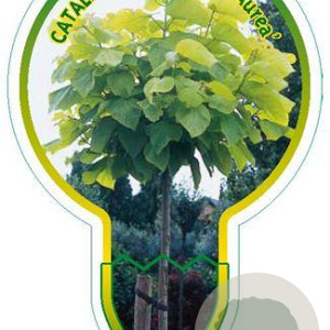 Catalpa bignonioides 'Aurea' 120 cm stam 7,5L