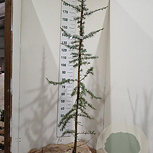 Cedrus l. 'Glauca' 175-200 cm 15L