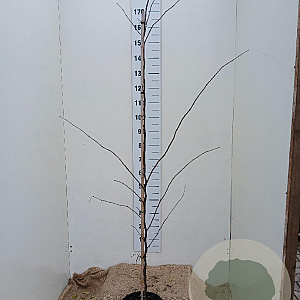 Cercis can. 'Forest Pansy' 150-175 cm 7,5L Gestokt