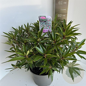 Rhododendron (AP) 'Graziella' 40-50 cm 5,0L