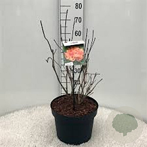 Rhododendron (AM) 'H.H. Witte' 40-50 cm 5,0L met knop