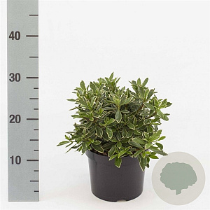 Rhododendron (AJ) 'Hot Shot' 20-25 cm 2,0L