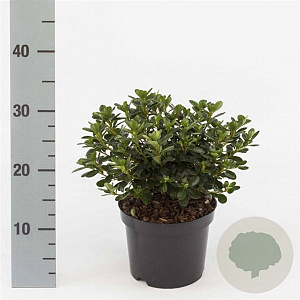 Rhododendron (AJ) 'Kermesina' 20-25 cm 2,0L