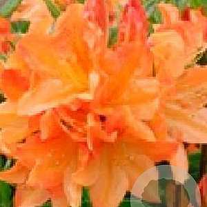 Rhododendron (AM) 'Koningin Emma' 40-50 cm 5,0L met knop