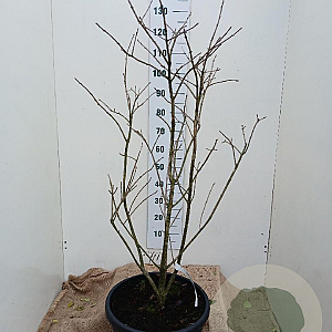 Chionanthus virginicus 125-150 cm 35L solitair