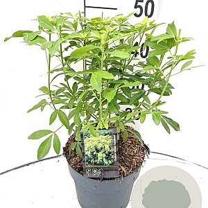 Choisya t. Sundance 30-40 cm 5,0L