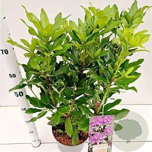 Rhododendron ponticum 40-50 cm 5,0L