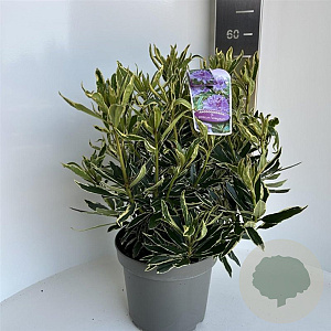 Rhododendron pont. 'Variegatum' 40-50 cm 5,0L