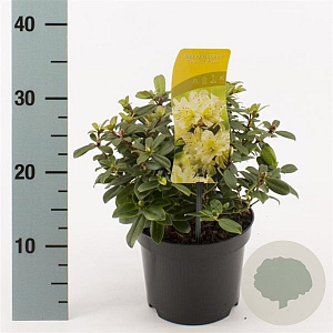 Rhododendron 'Princess Anne' 20-25 cm 2,0L