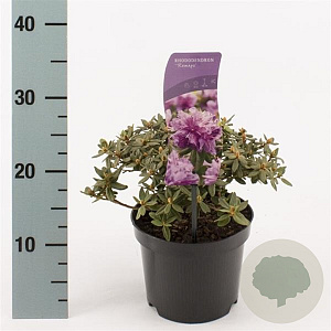 Rhododendron 'Ramapo' 20-25 cm 2,0L