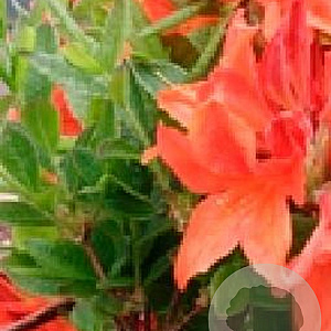 Rhododendron (AM) 'Saturnus' 20-30 cm 2,0L