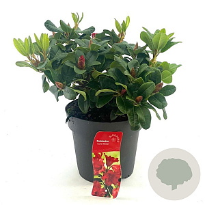 Rhododendron (F) 'Scarlet Wonder' 25-30 cm 4,0L