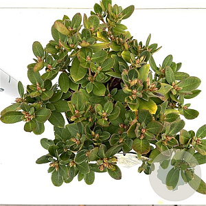 Rhododendron 'Shamrock' 25-30 cm 3,0L