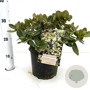 Rhododendron 'Shamrock' 25-30 cm 3,0L