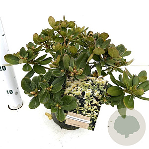 Rhododendron 'Shamrock' 25-30 cm 3,0L