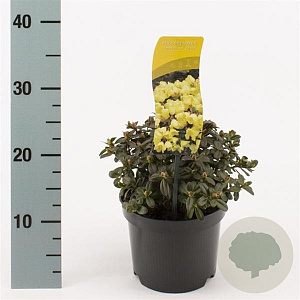 Rhododendron 'Wren' 15-20 cm 2,0L