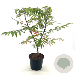 Rhus glabra 60-65 cm 5,0L