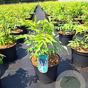 Rhus typhina 60-80 cm 5,0L