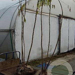 Rhus typhina 175-200 cm met kluit 3 tak meerstammig