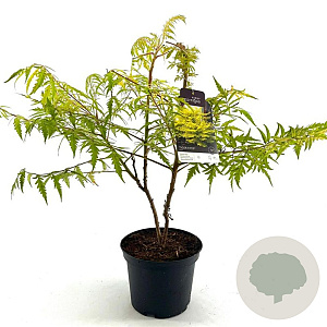 Rhus typhina Tiger Eyes 30-40 cm 5,0L