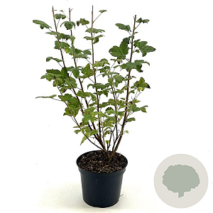 Ribes sanguineum 50-60 cm 3,0L
