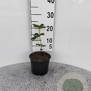 Ribes sang. 'King Edward VII' plantgoed 2,0L