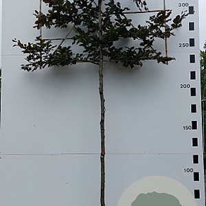 Fagus syl. 'Atropunicea' 10-12 HO 45L lei 150x150 200 cm stam